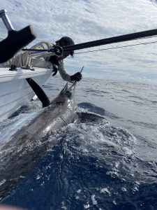 Diego landing a marlin on a Polycraft Boat in Queensland waters